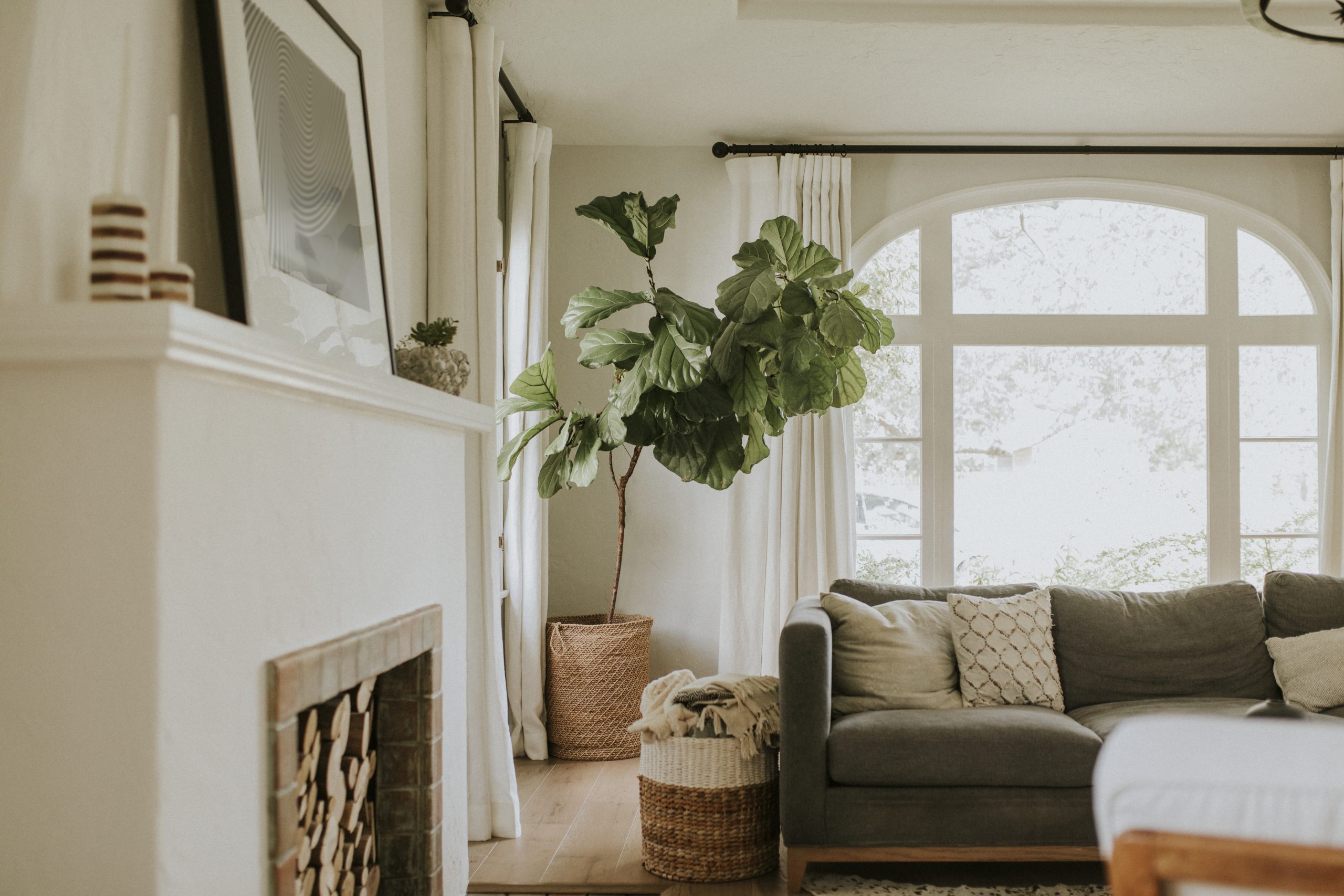 Houseplant in an interior home decor